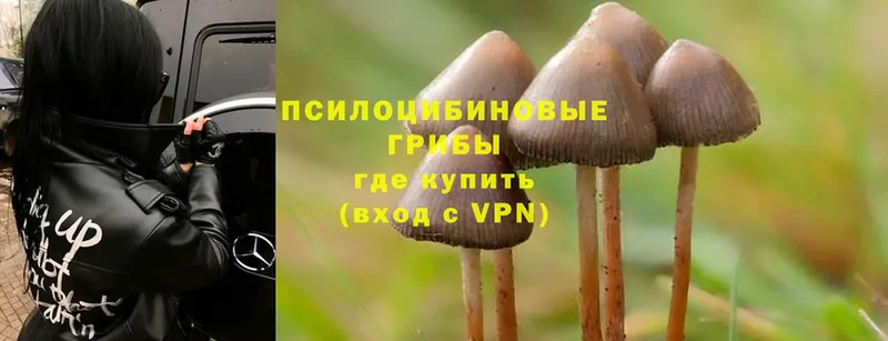 Псилоцибиновые грибы Cubensis Болгар