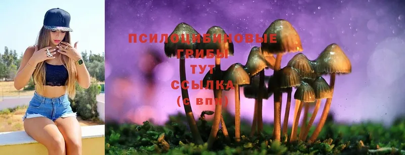 Псилоцибиновые грибы Cubensis  наркота  Болгар 